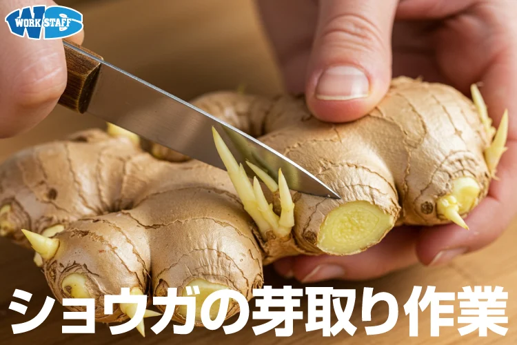 生姜のカット・袋詰め・洗浄などの軽作業