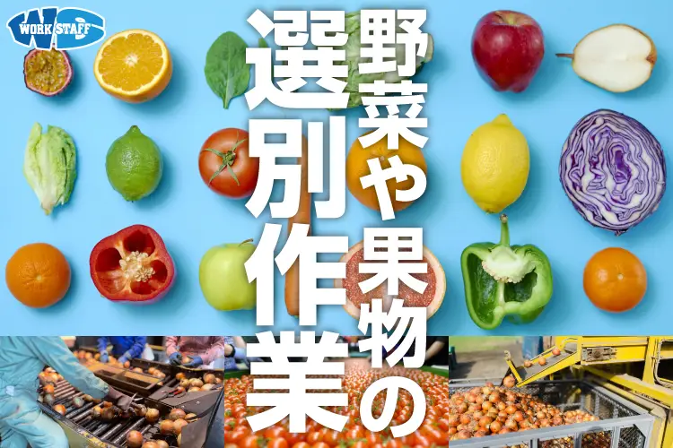 ミョウガのパック詰め・箱詰め